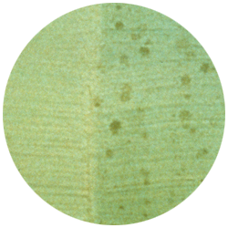 Mildew